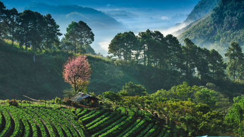 Khám Phá Chiang Mai - Thành Phố Phương Bắc Xinh Đẹp Của Thái Lan