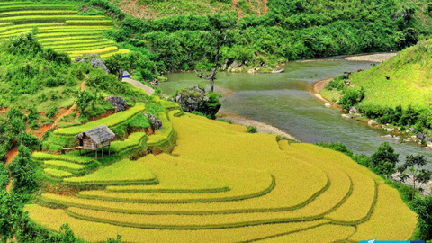 Ngất Ngây Du Lịch Tây Bắc Vào Mùa Lúa Chín
